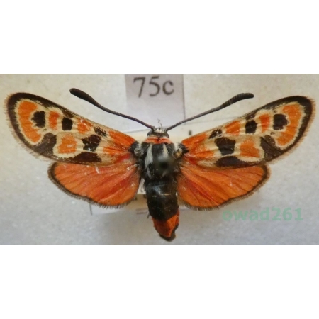 Zygaena fausta (Linnaeus, 1767) Kraśnik cieciorkowiec Francja75c